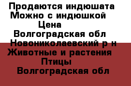 Продаются индюшата. Можно с индюшкой. › Цена ­ 250 - Волгоградская обл., Новониколаевский р-н Животные и растения » Птицы   . Волгоградская обл.